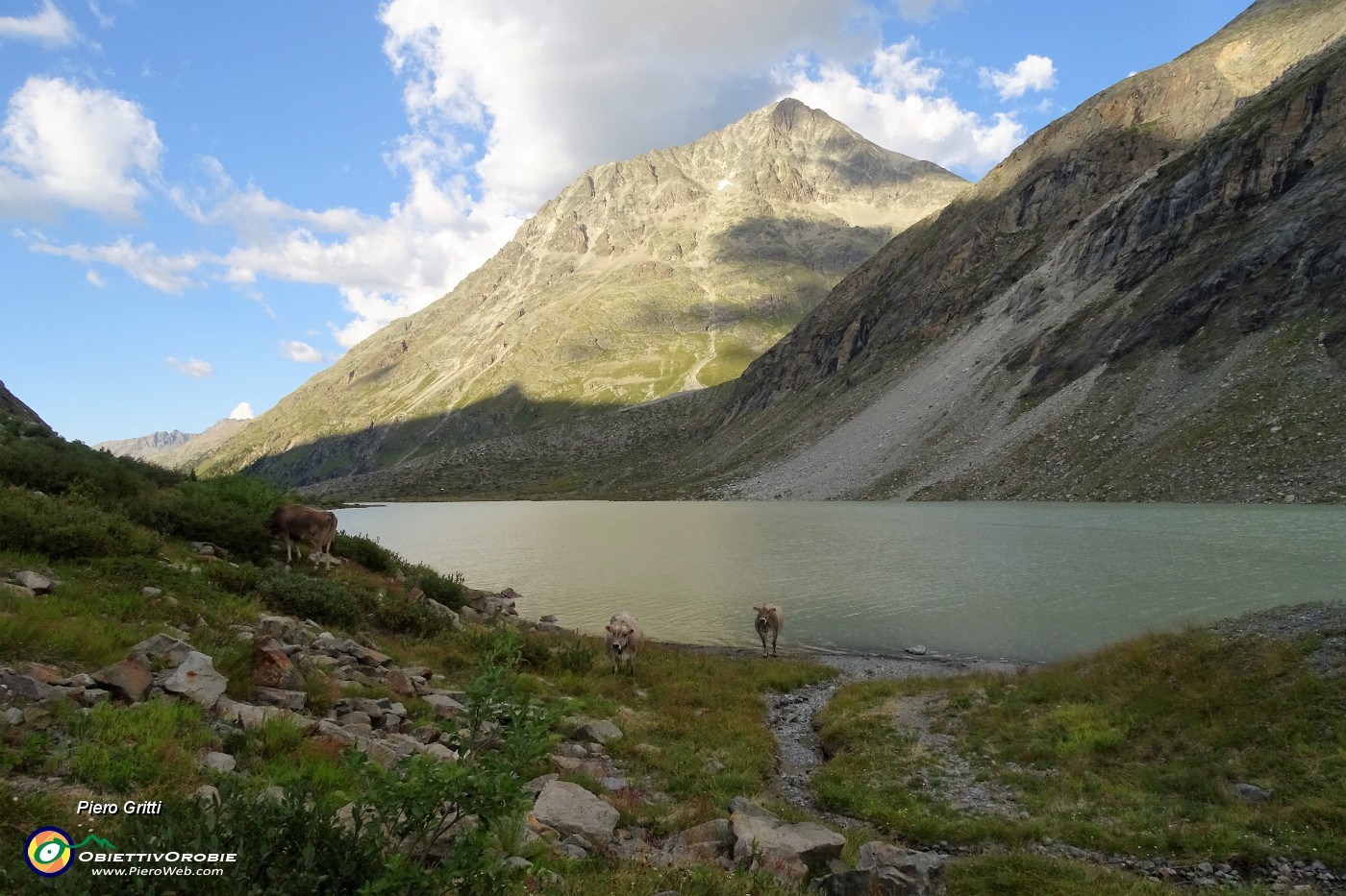 81 Mucche al pascolo in riva al lago glaciale.JPG